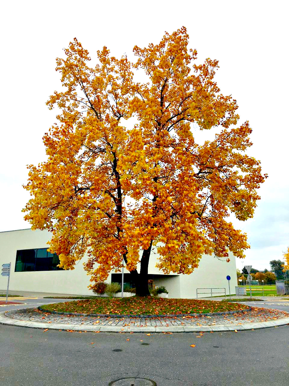 Roundabout Tree